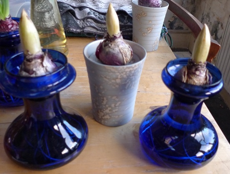 anne marie hyacinths