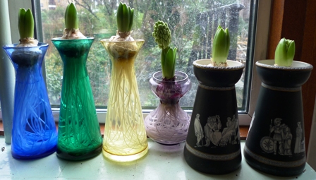 Aiolos hyacinths