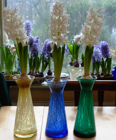 forced Aiolos hyacinths
