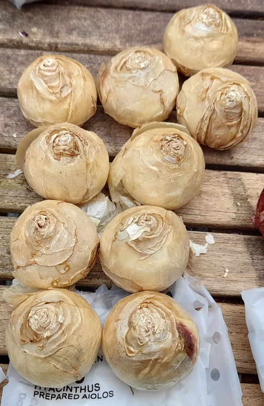 Aiolos hyacinth bulbs