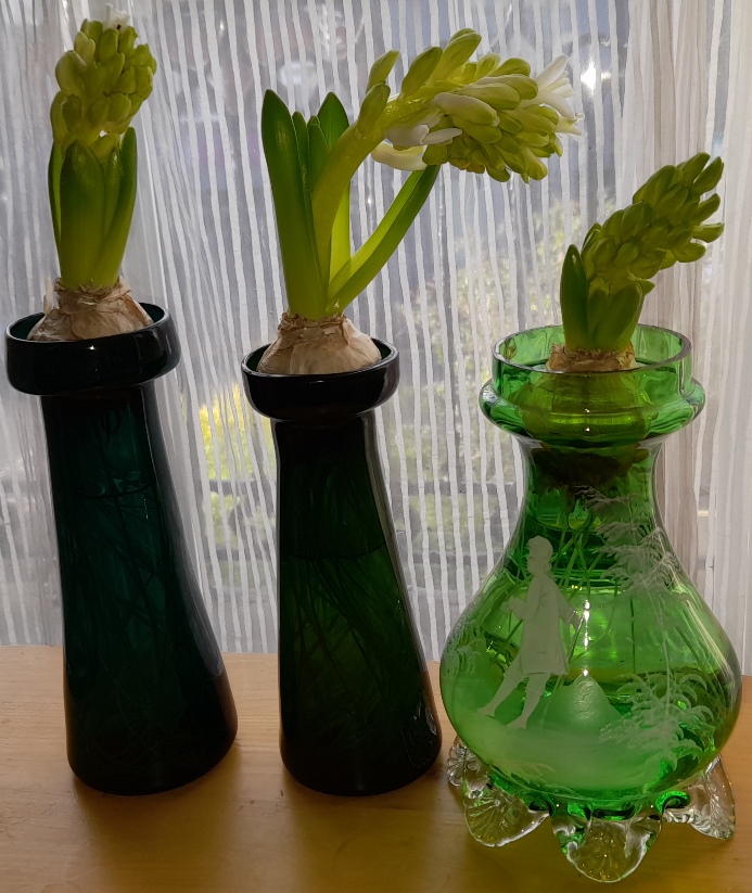 aiolos hyacinths