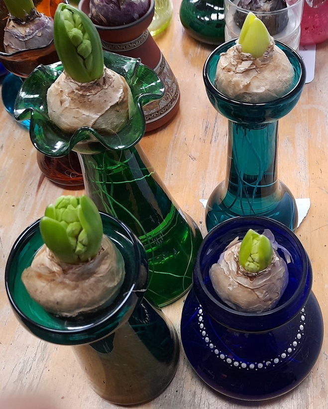 aiolos hyacinths