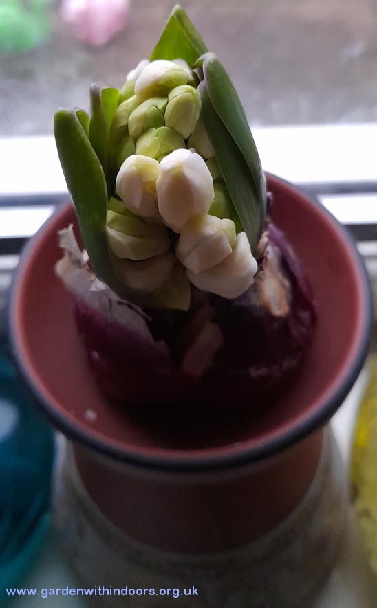 forced apricot passion hyacinth buds