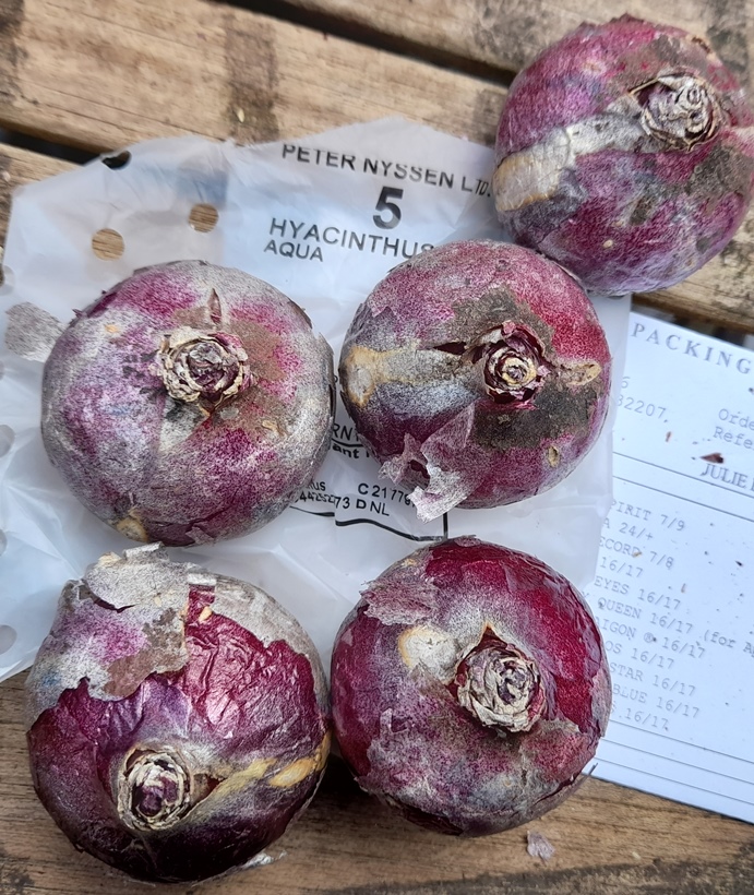 aqua hyacinth bulbs