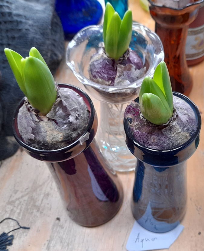 aqua hyacinths