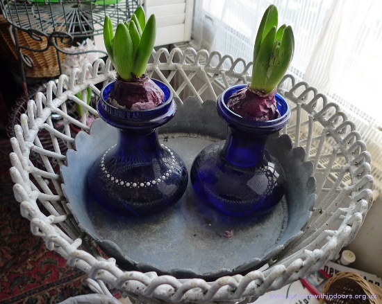 Blue Eyes hyacinth buds