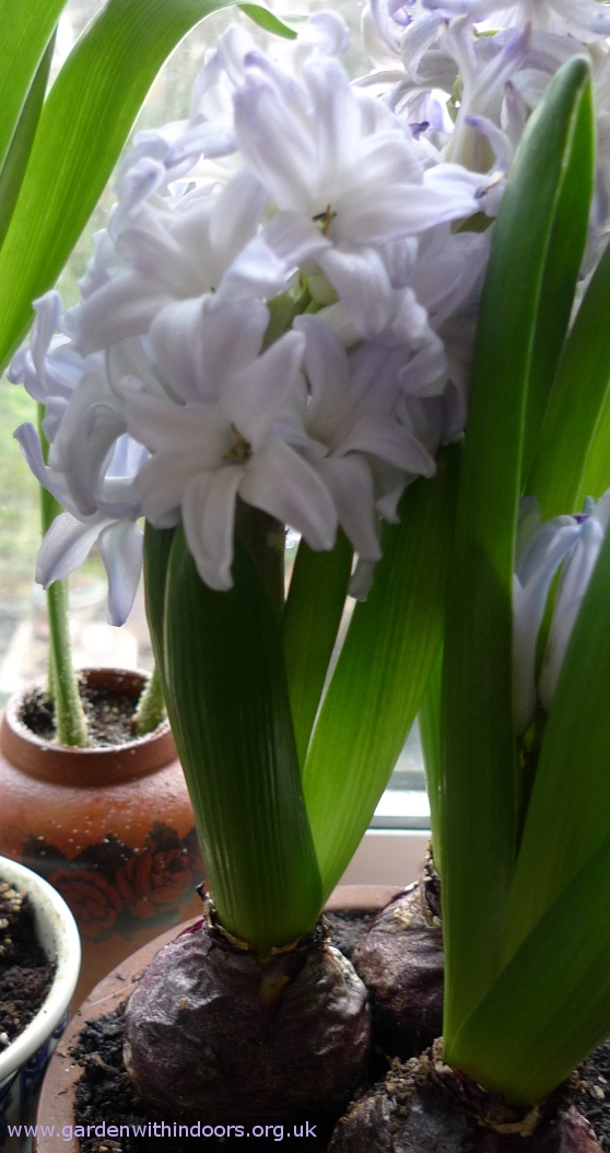 forced Blue Eyes hyacinth