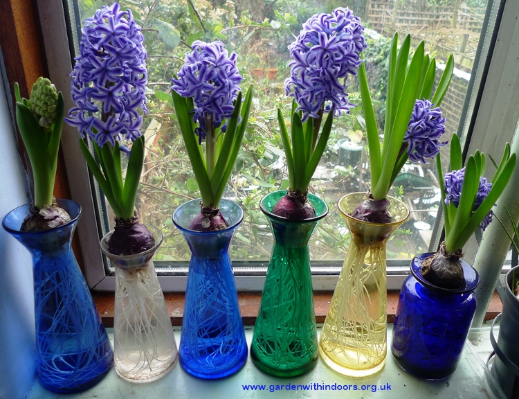 hyacinths vintage vases