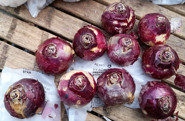Blue Star hyacinth bulbs