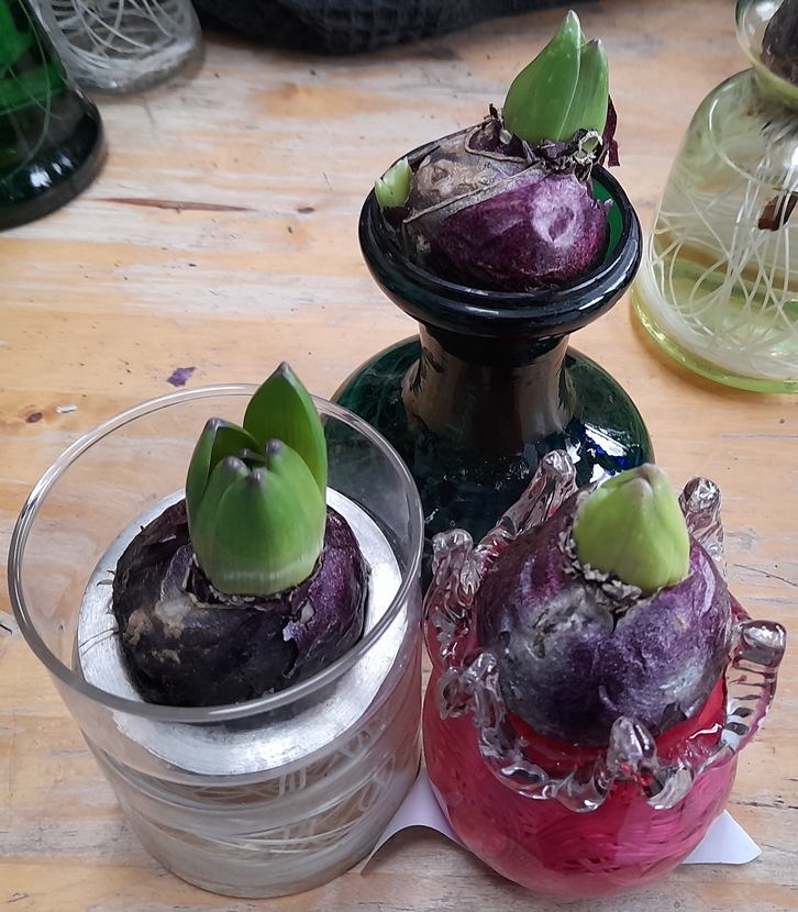 Caribbean Dream hyacinths