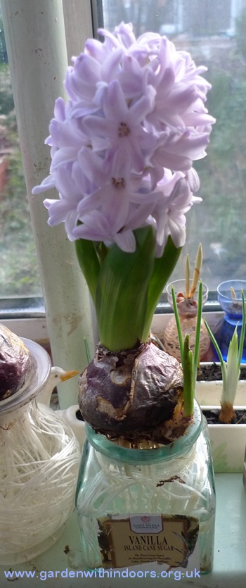 caribbean dream hyacinth