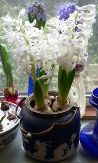 Carnegie hyacinths