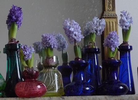 hyacinths in bloom on Christmas Day