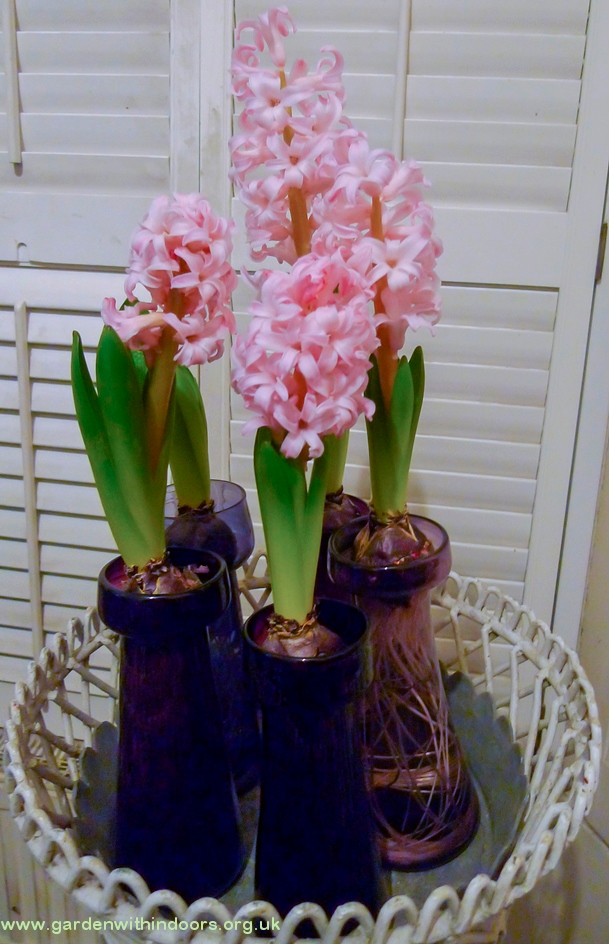 forced hyacinths Christmas