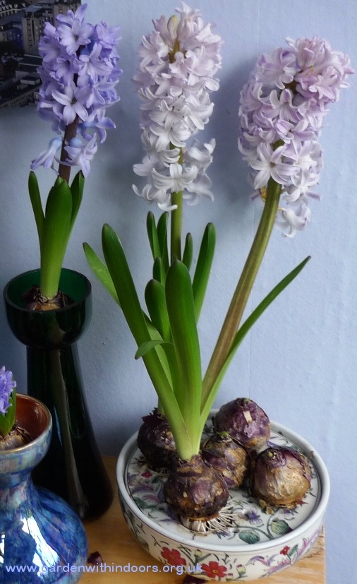 hyacinth vases
