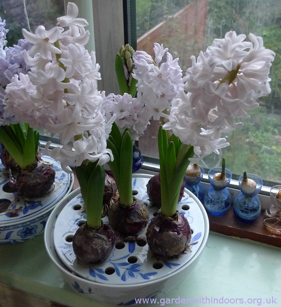 forced City of Bradford hyacinths