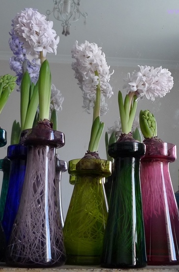 forced City of Bradford hyacinths
