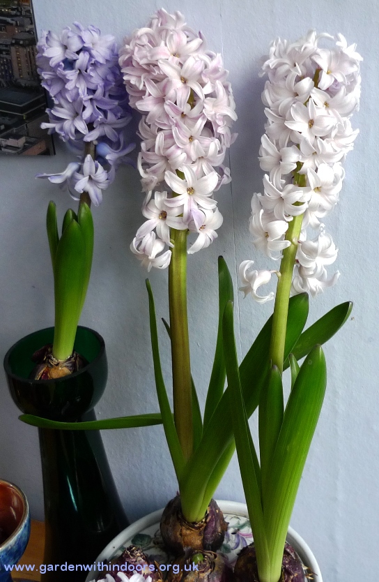 city of bradford hyacinth