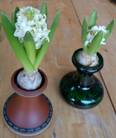 City of Haarlem hyacinths