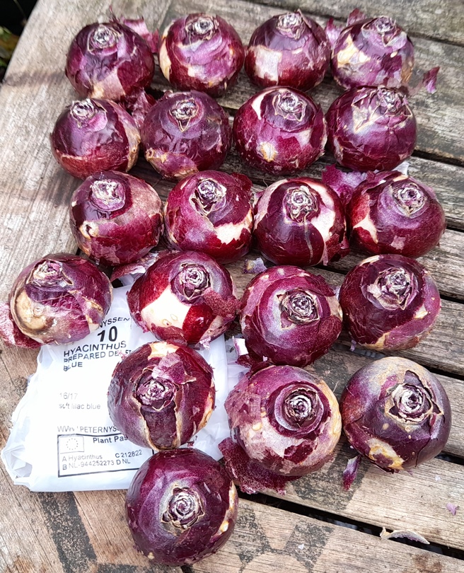 Delft Blue hhyacinth bulbs