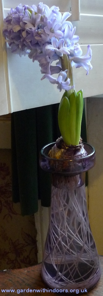 Delft Blue forced hyacinth