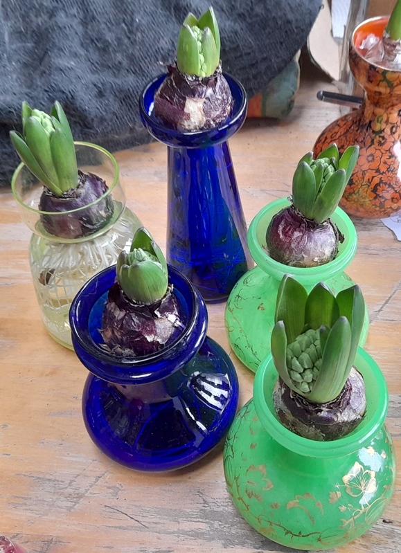 delft blue hyacinths