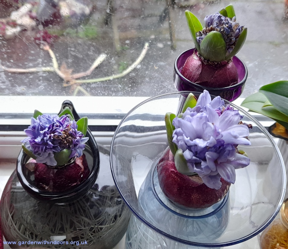 forced delft blue hyacinths for christmas in hyacinth vases