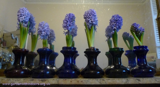 forced Delft Blue hyacinths