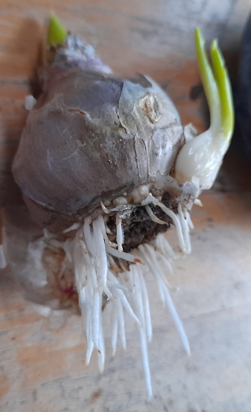 hyacinth bulblet