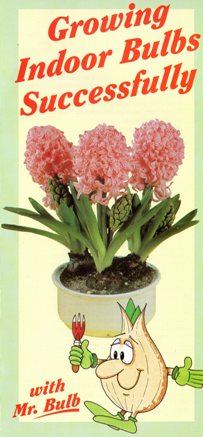 Growing Indoor Bulbs Successfully with Mr Bulb