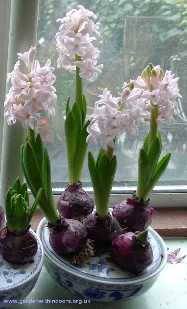 forced pink elephant hyacinths in bulb bowl