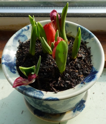 Red Hunter tulips