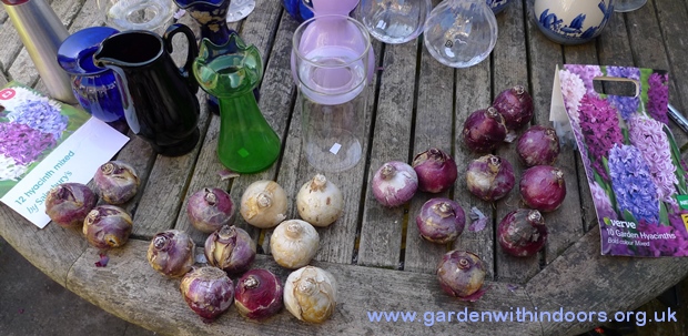 Sainsburys and B+Q hyacinth bulbs