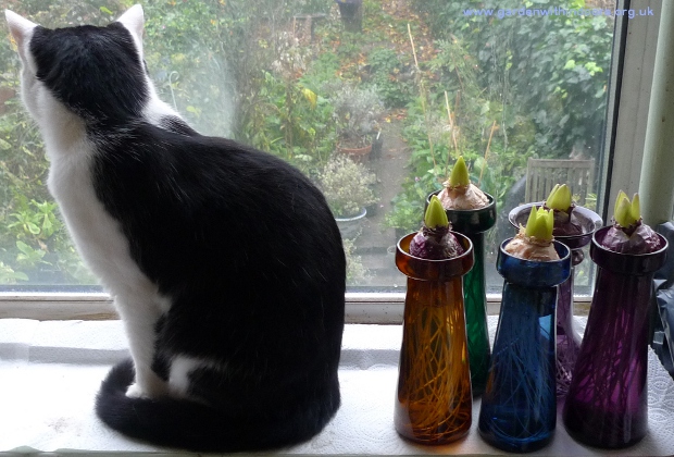 Scarecrow and hyacinth vases