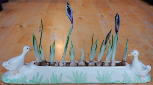 Shorter and Son geese trough with iris