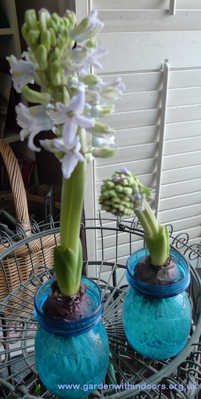 Sky Jacket hyacinths