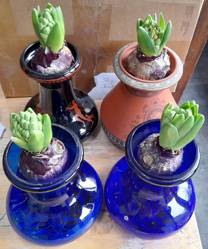 Sky Jacket hyacinths