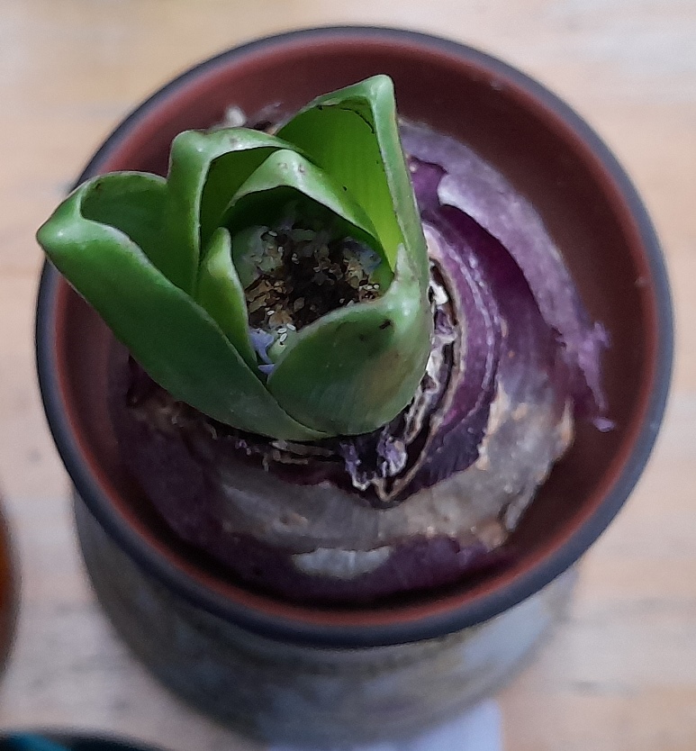 sky planet hyacinth