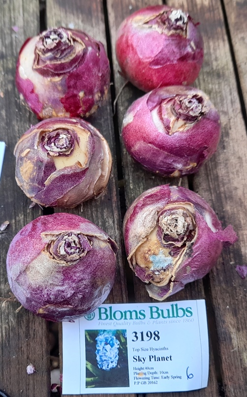 Sky Planet hyacinth bulbs