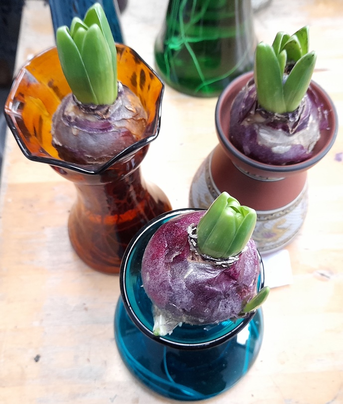 sky planet hyacinths