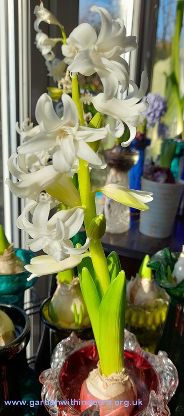 snow crystal forced hyacinth
