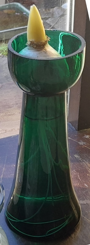 hyacinth vase