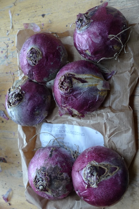 Splendid Cornelia hyacinth bulbs