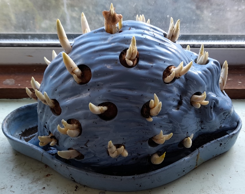 Wedgwood hedgehog with crocus bulbs