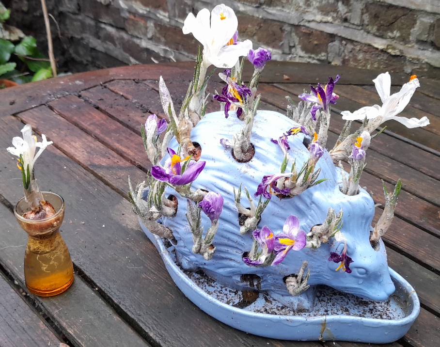 Wedgwood hedgehog