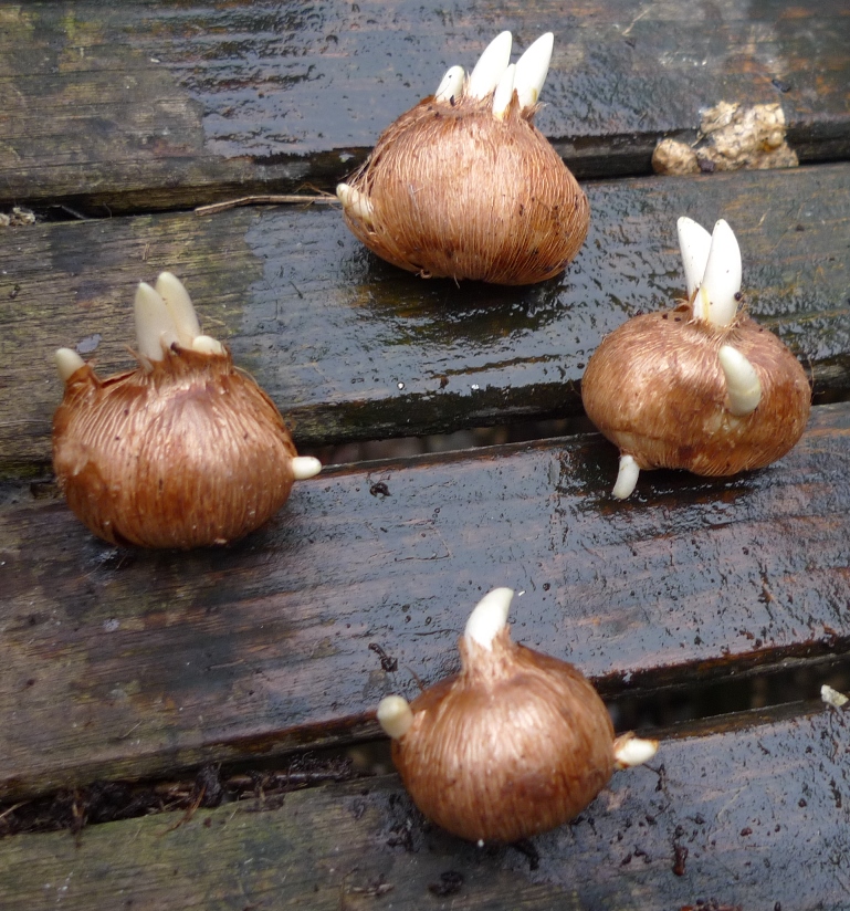 crocus bulbs