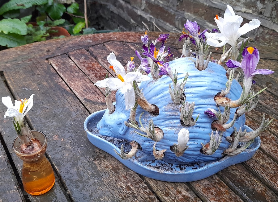 Wedgwood hedgehog