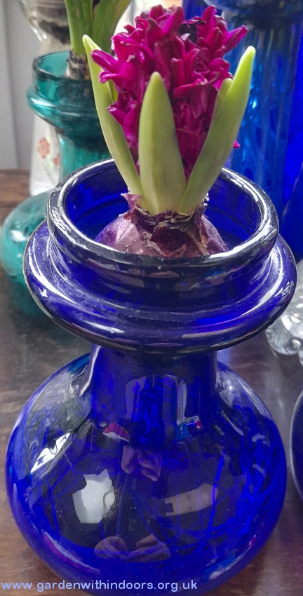forced woodstock hyacinth in hyacinth vase