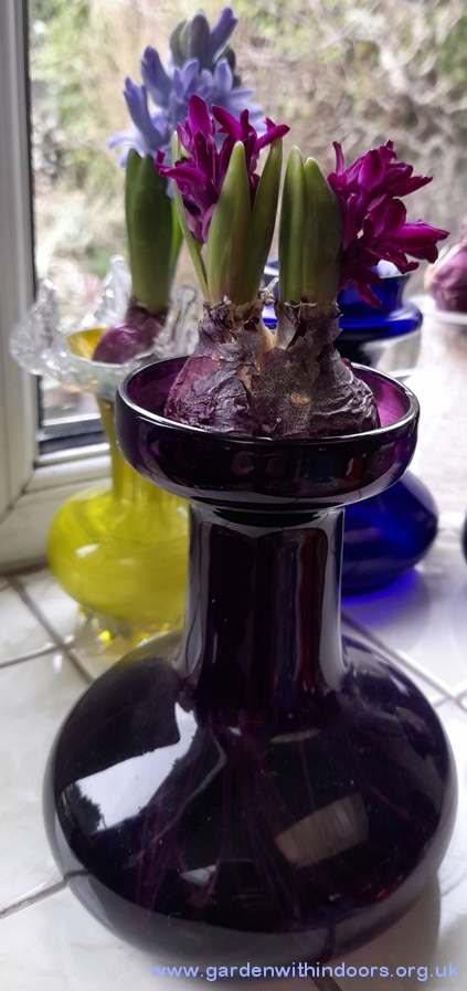 forced woodstock hyacinth in hyacinth vase