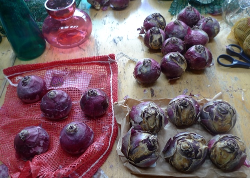 hyacinth bulbs